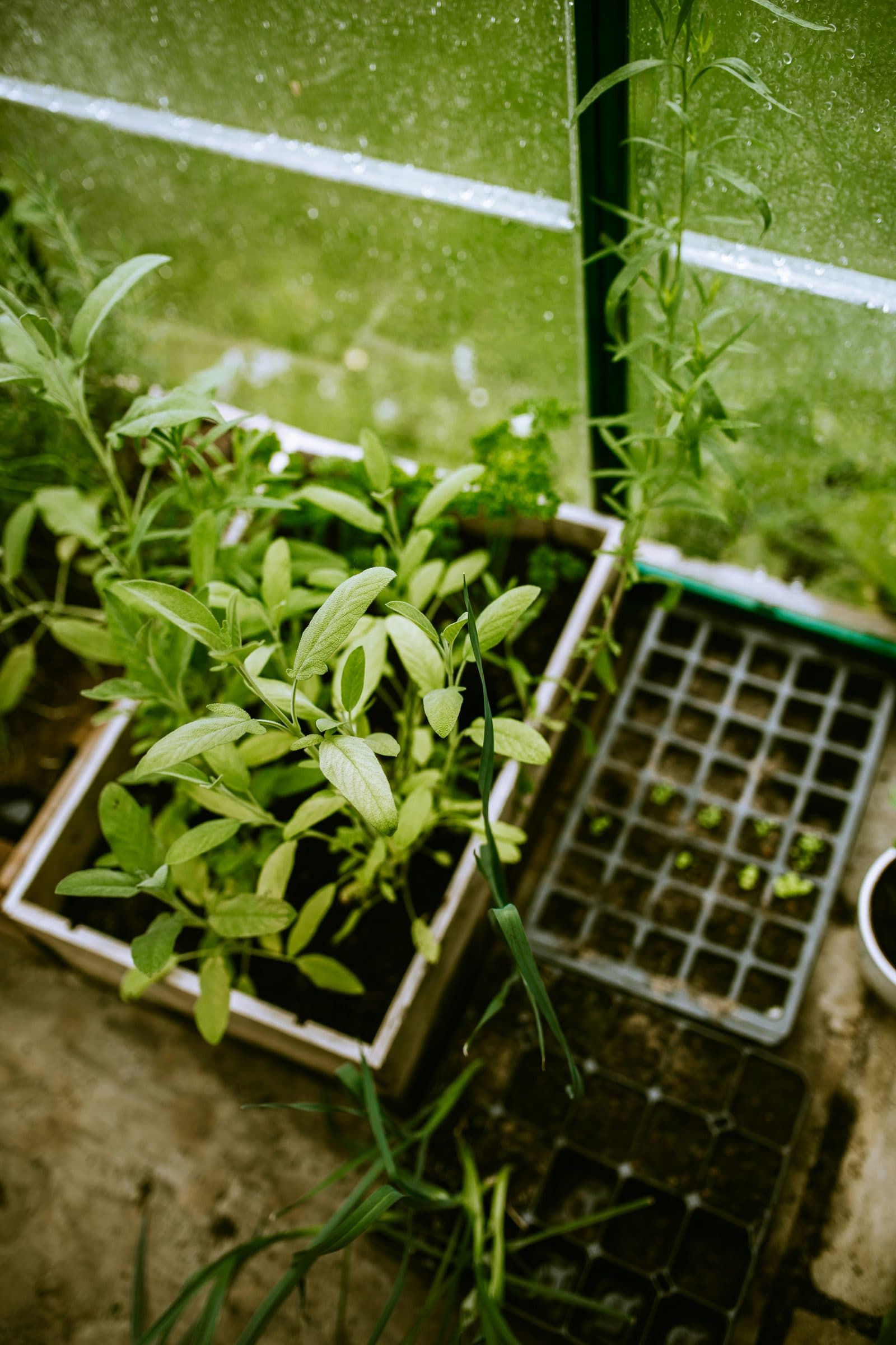 Young plants in a greenhouse