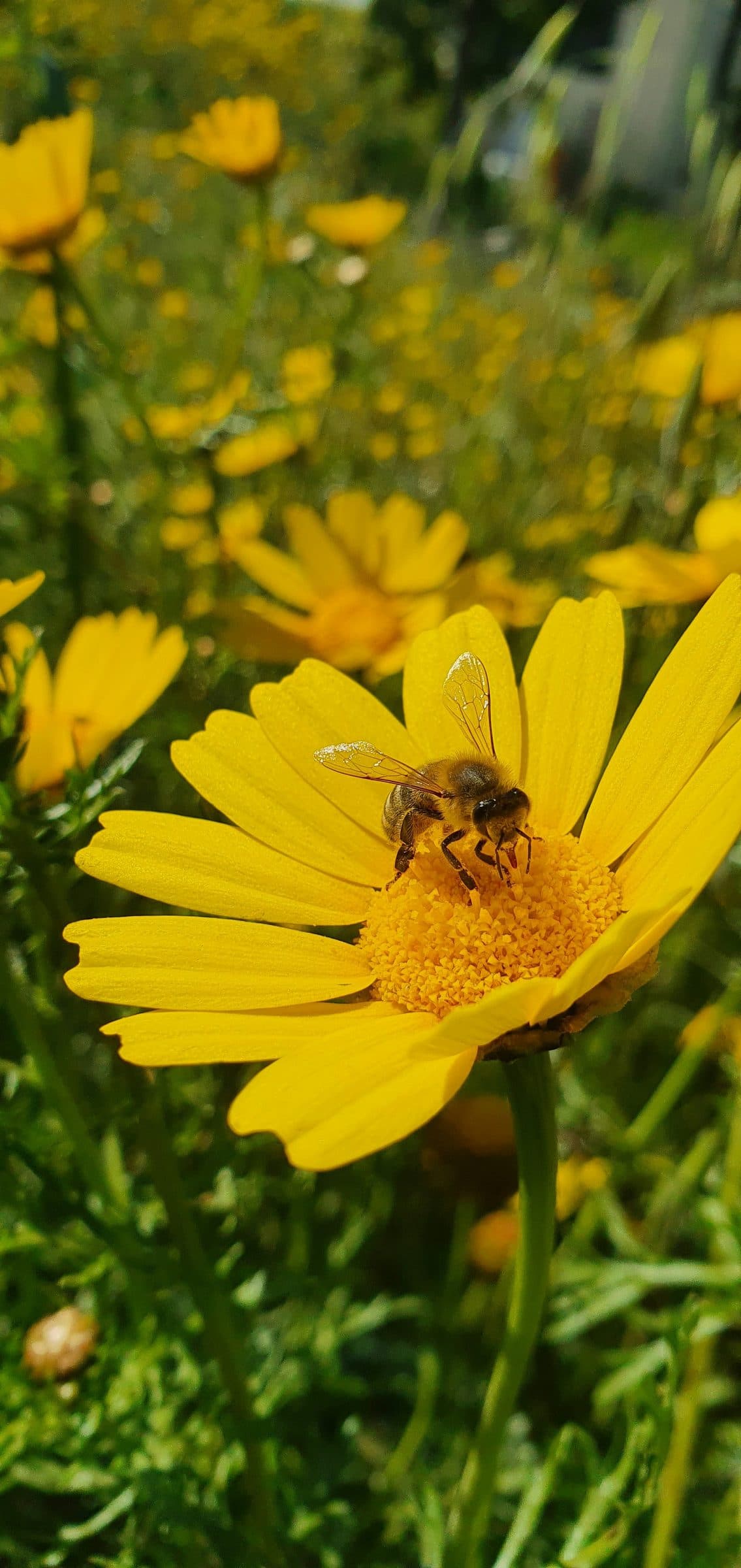 Bee on yellow daisy