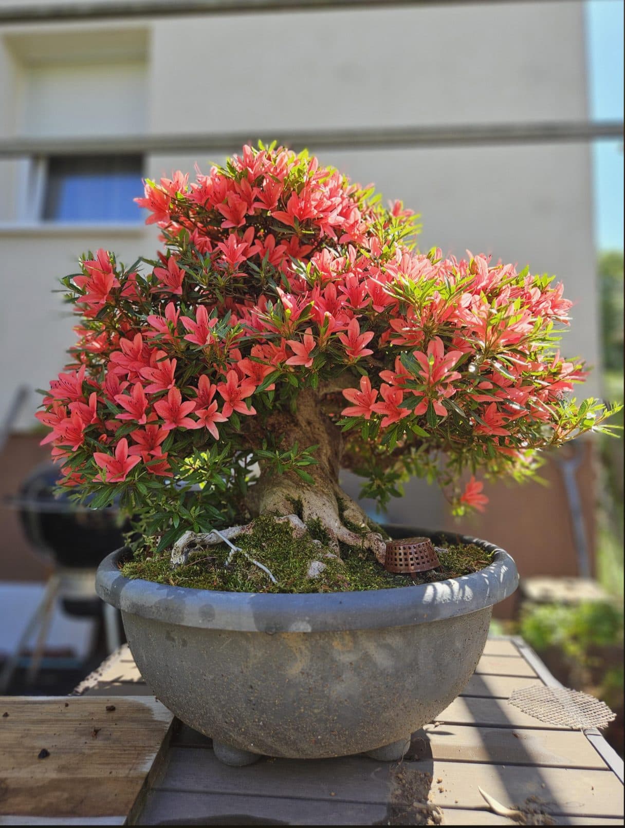 Azalea blossoms