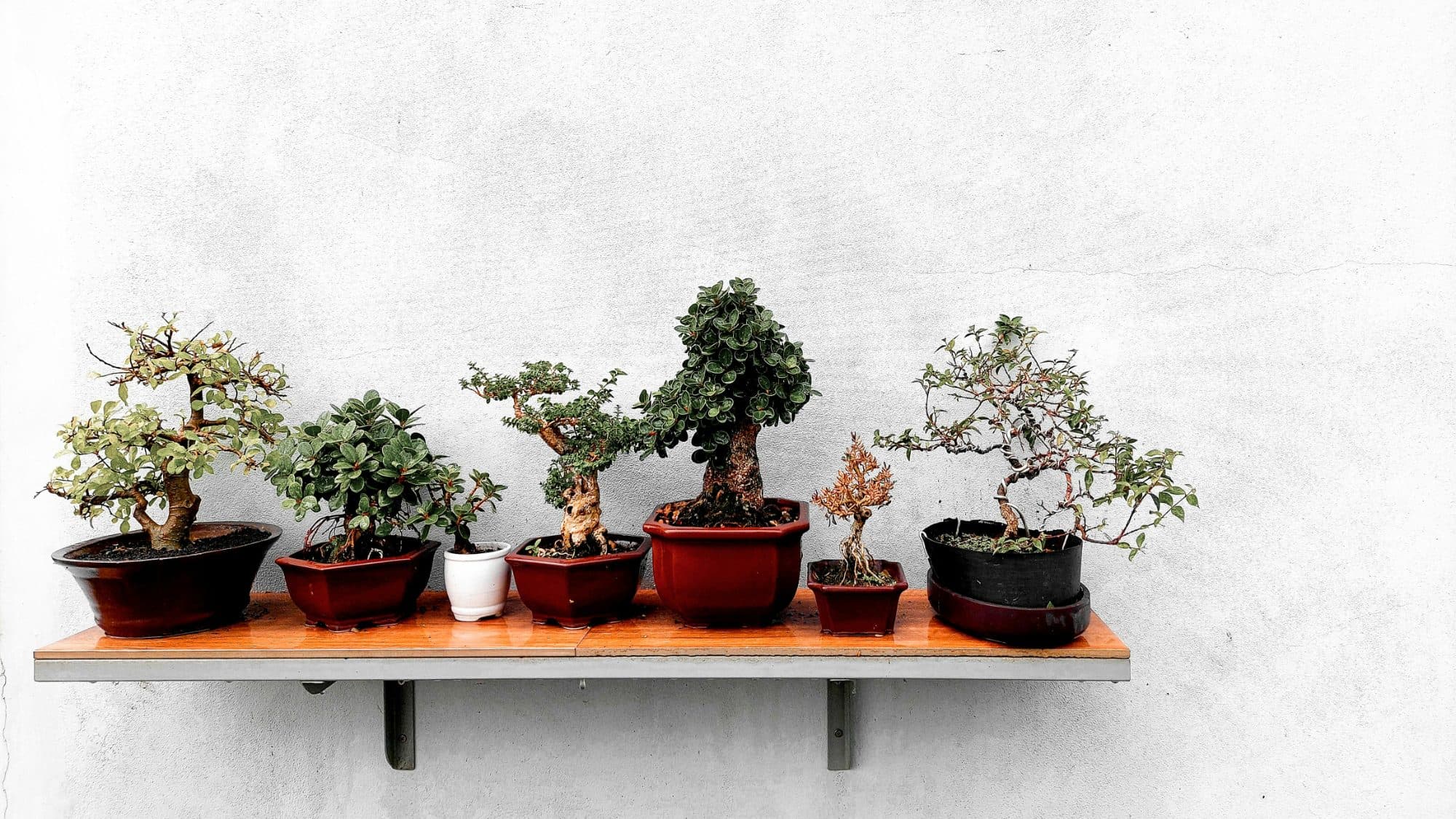 A shelf of bonsai trees