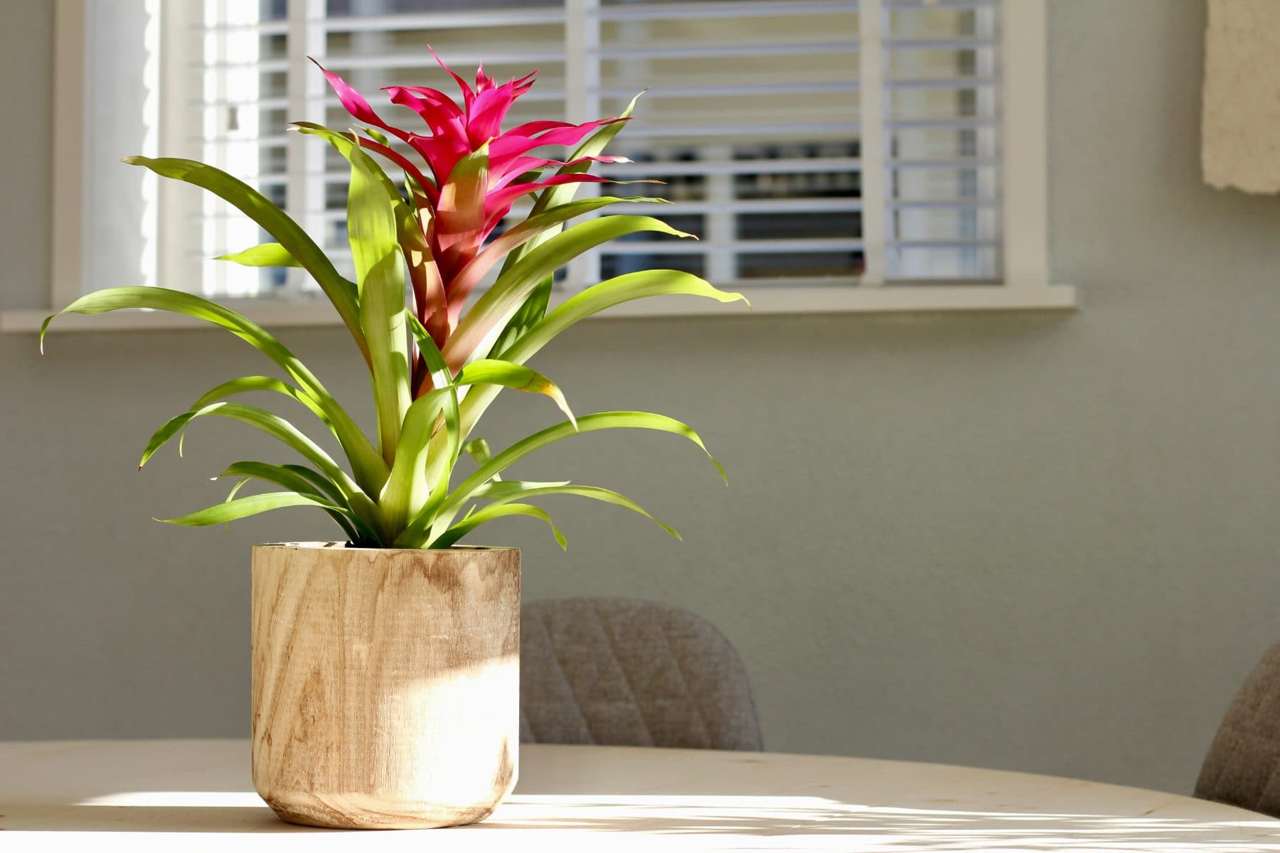 A bright pink bromeliad in the sun