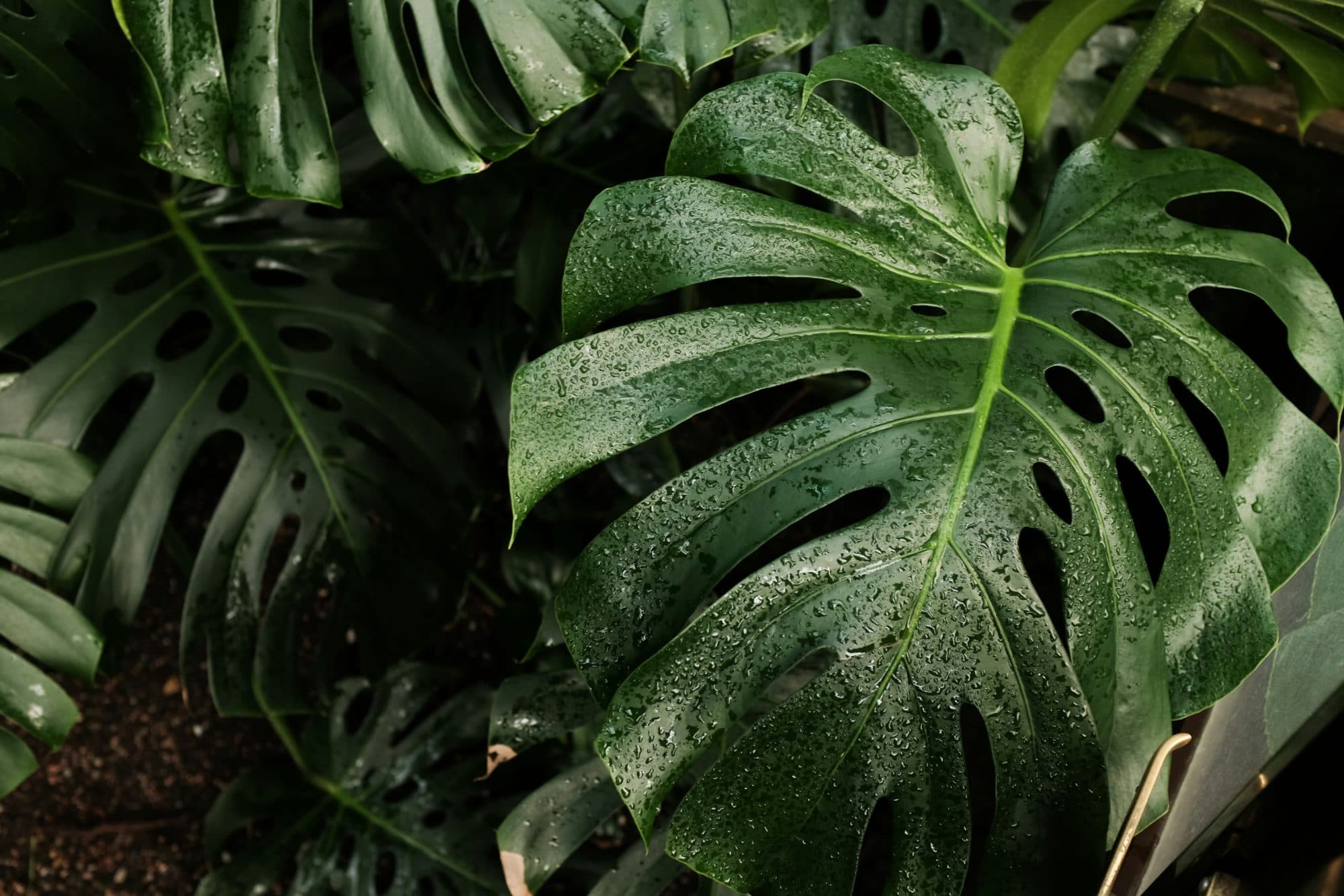 Dew on a monstera leaf